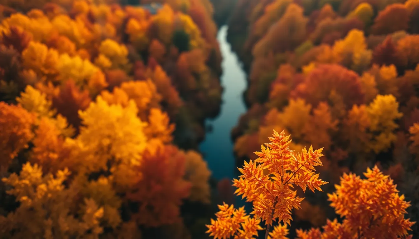 Aerial View of Autumn Forest Colors