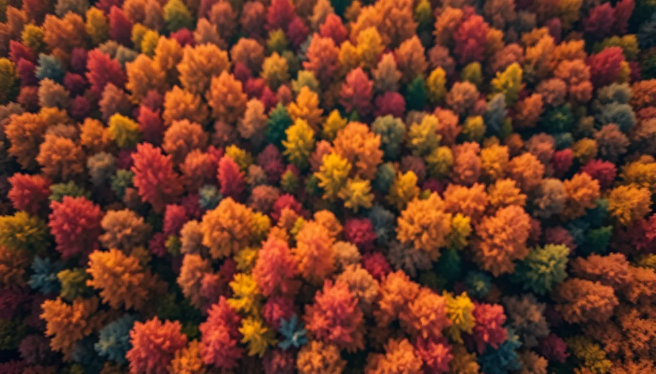 Vibrant Autumn Forest Aerial View