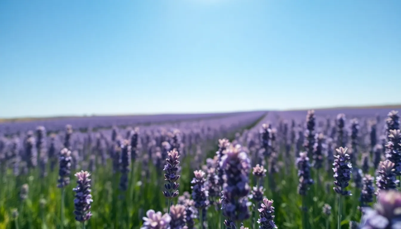 Lavender Field Aerial View in Bloom