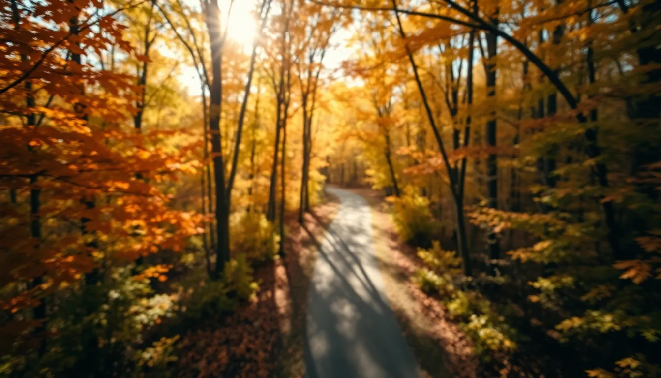 Autumn Forest Aerial View