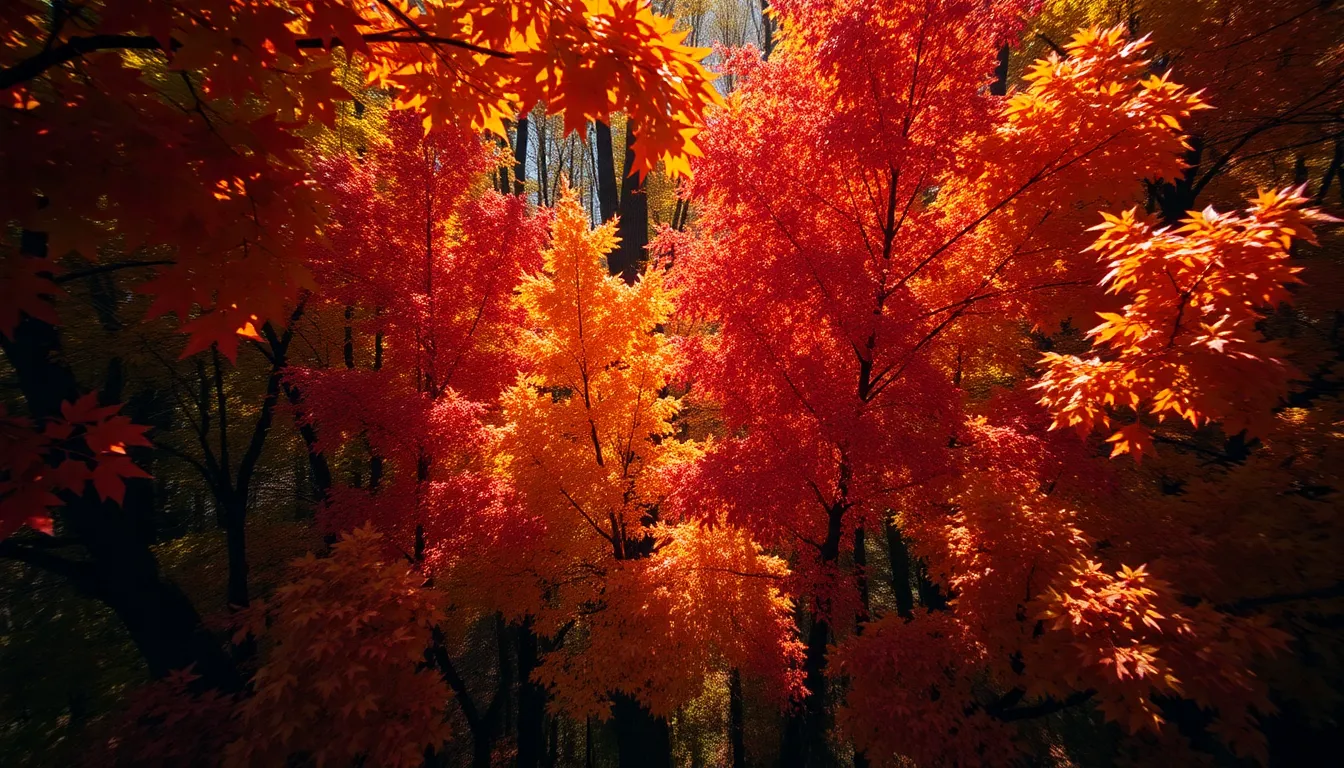 Vibrant Autumn Forest Aerial View