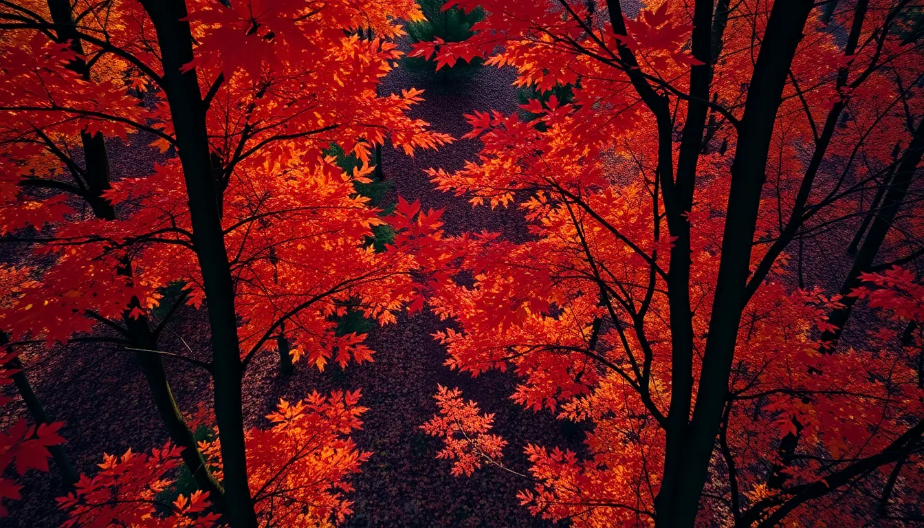 Aerial View of Autumn Forest Foliage