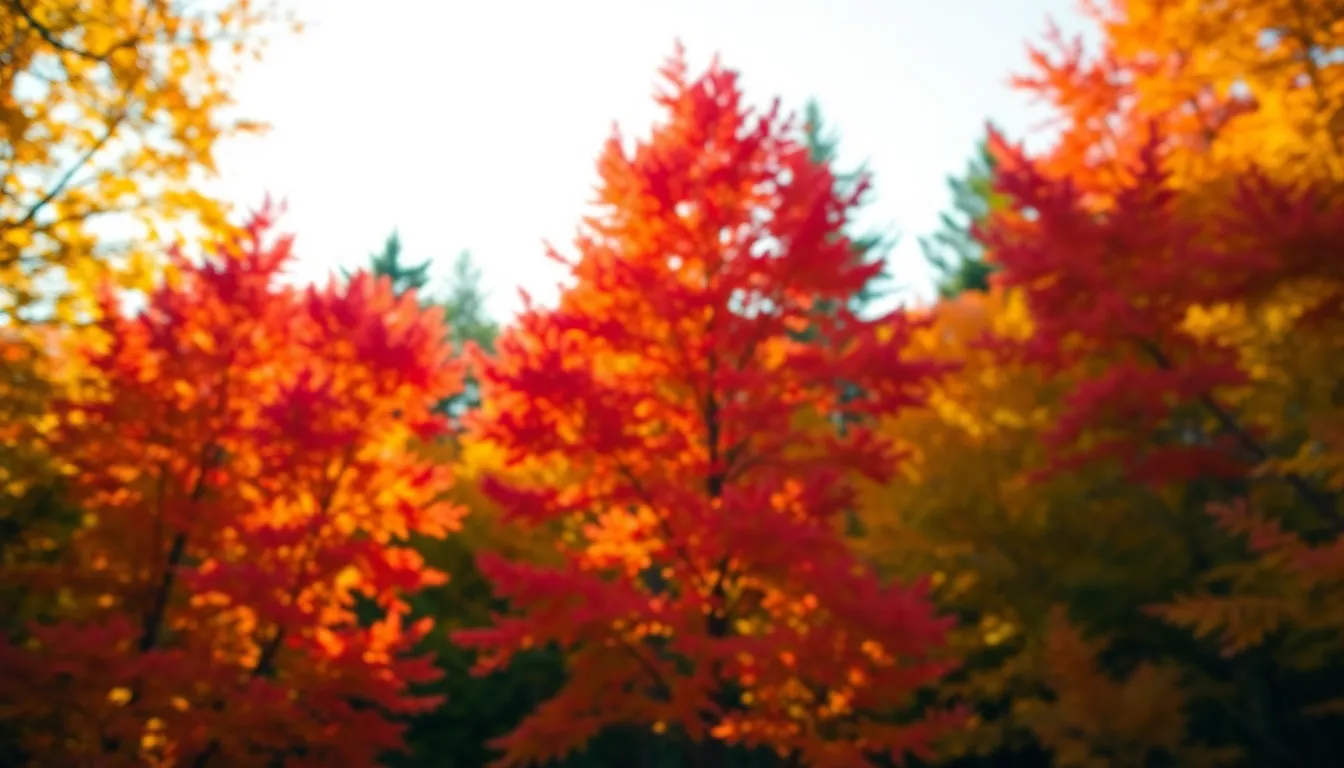 Vibrant Fall Foliage Aerial Shot