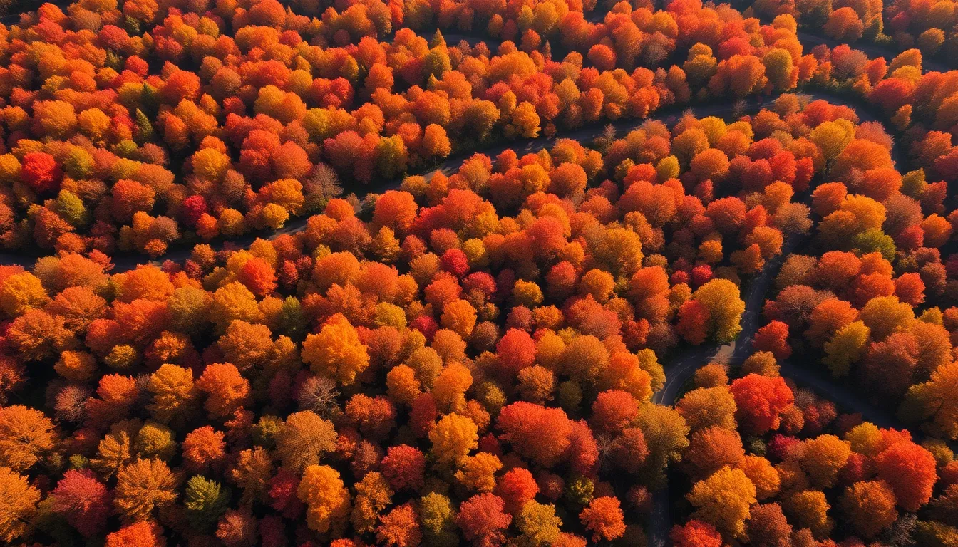 Stunning Aerial View of Autumn Forest