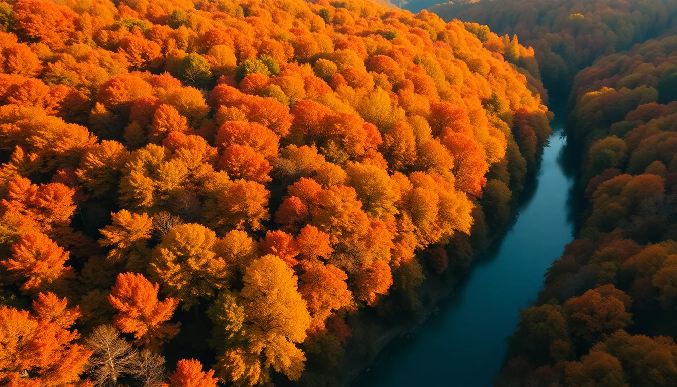 Vibrant Autumn Forest Aerial View