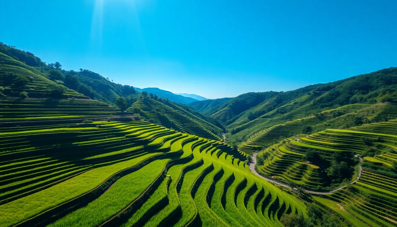 Aerial View of Terraced Rice Paddies