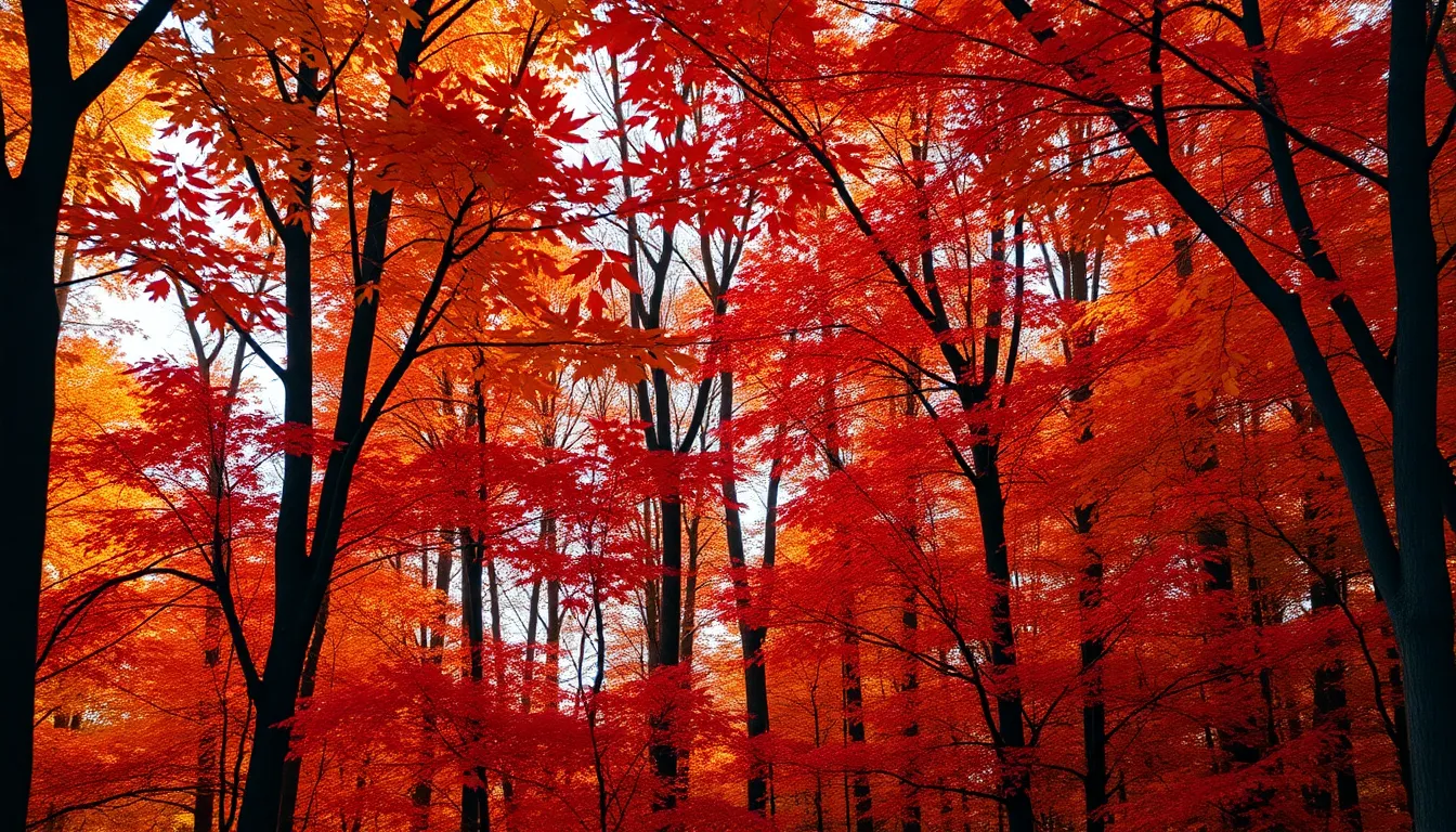 Vibrant Autumn Forest Aerial View