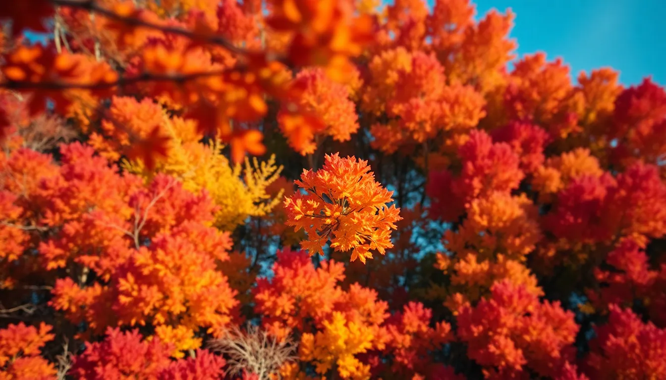 Autumn Forest Aerial View with Vibrant Foliage