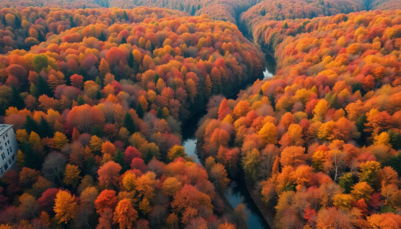 Vibrant Aerial View of Autumn Forest
