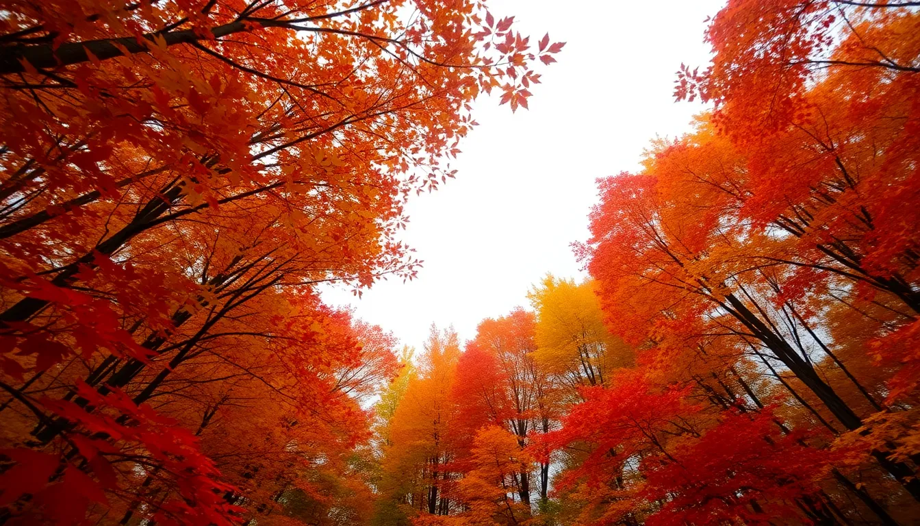 Vibrant Autumn Forest from Above