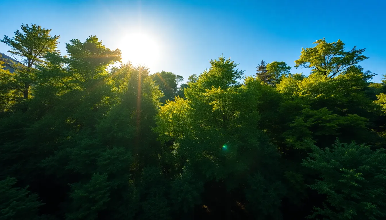 Lush Green Forest Aerial View