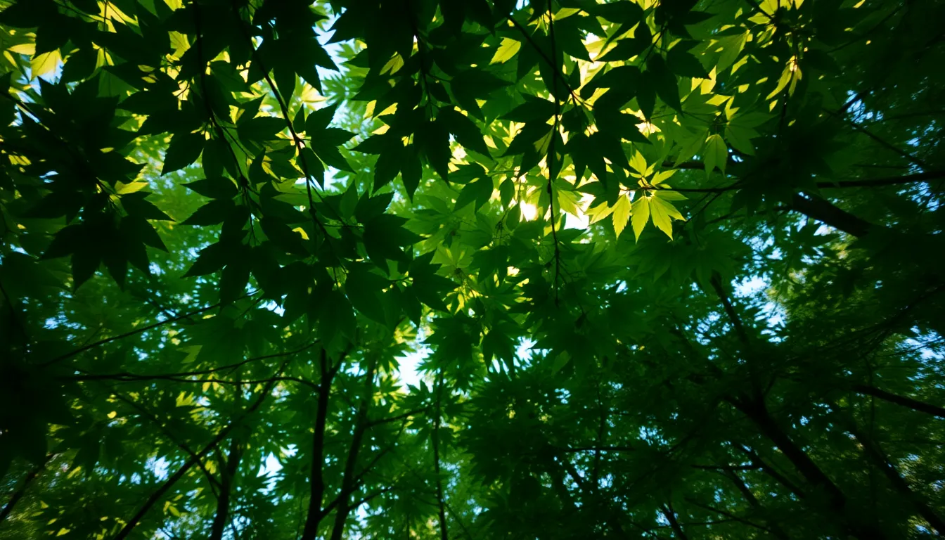 Lush Green Forest Canopy at Sunrise