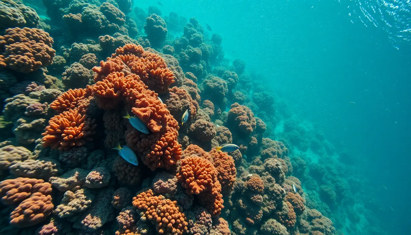 Aerial View of Vibrant Coral Reef System