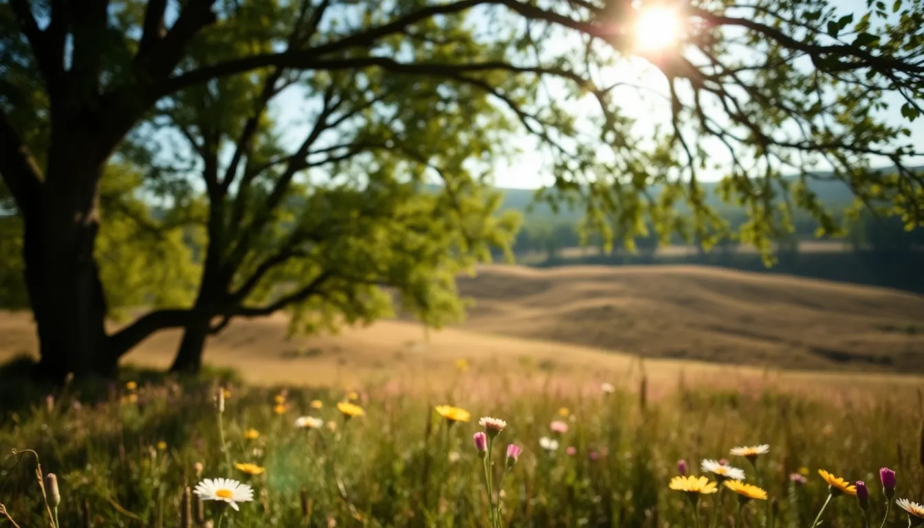 Aerial View of Rolling Hills with Wildflowers
