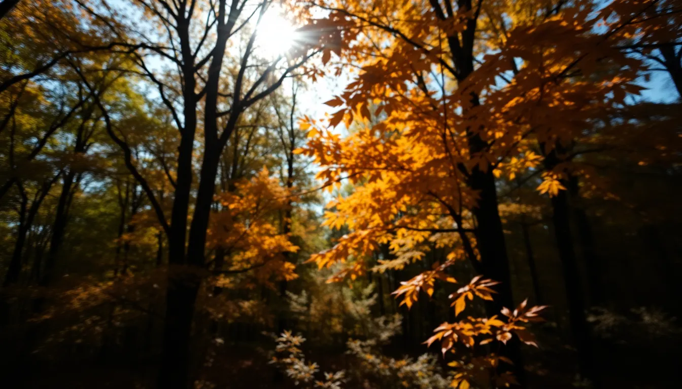 Aerial Autumn Canopy in Tranquil Forest