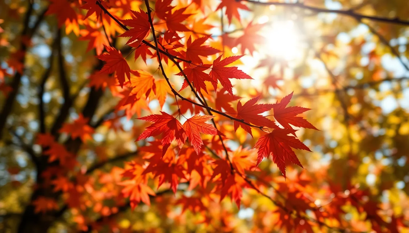 Vibrant Autumn Foliage in Aerial Perspective