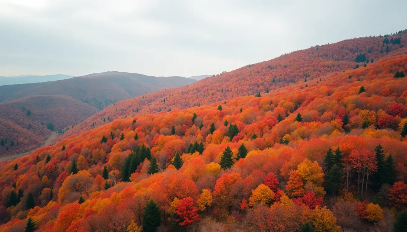 Aerial View of Autumn Foliage