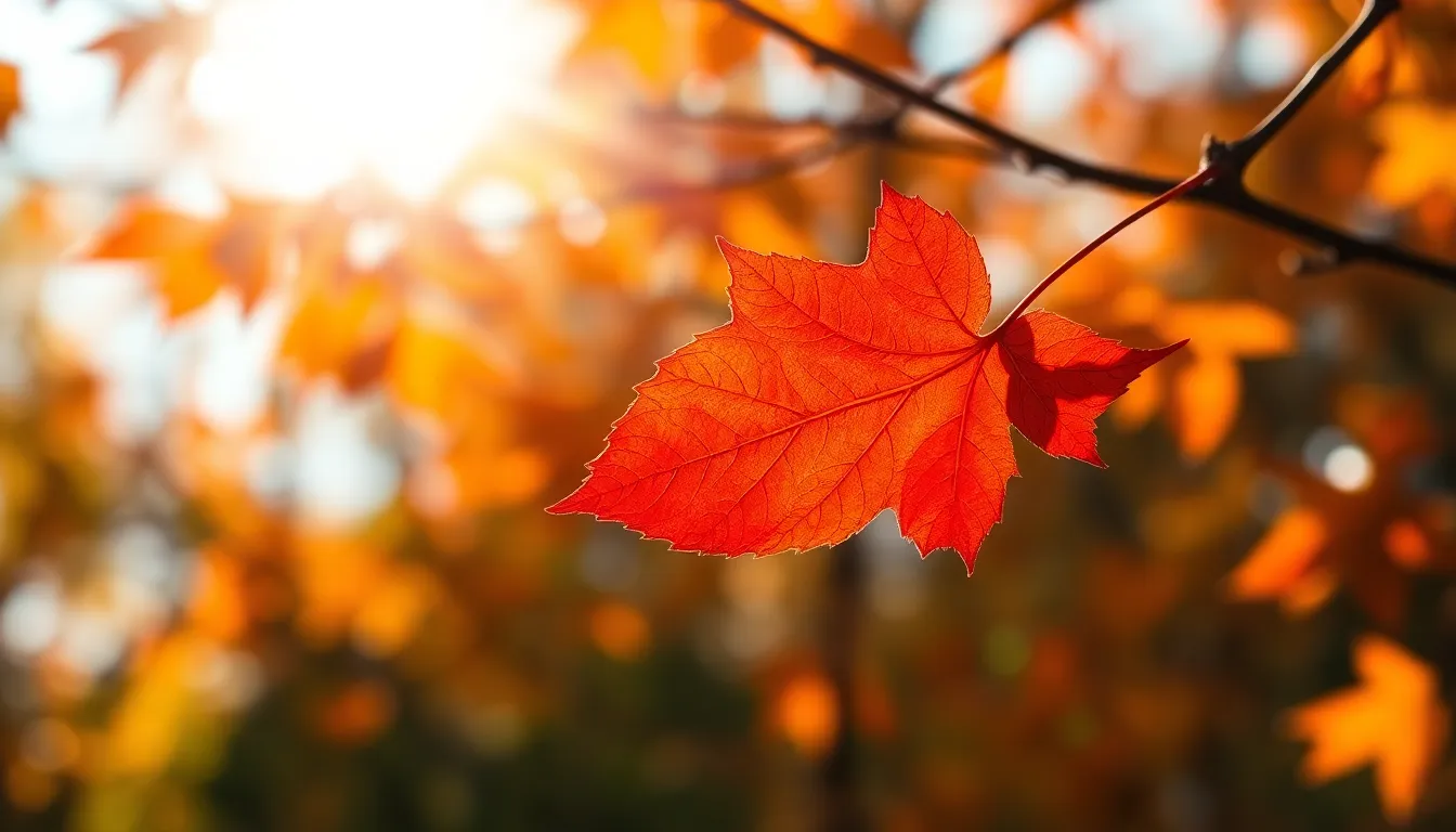 This striking image showcases a single brilliant autumn leaf illuminated by soft diffused daylight. The vivid reds and oranges of the leaf stand out beautifully against a creamy bokeh background. The intimate composition centers on the leaf, drawing the viewer's eye and inviting them to appreciate its vibrant color and texture. This image captures the essence of autumn in a simple yet impactful way.