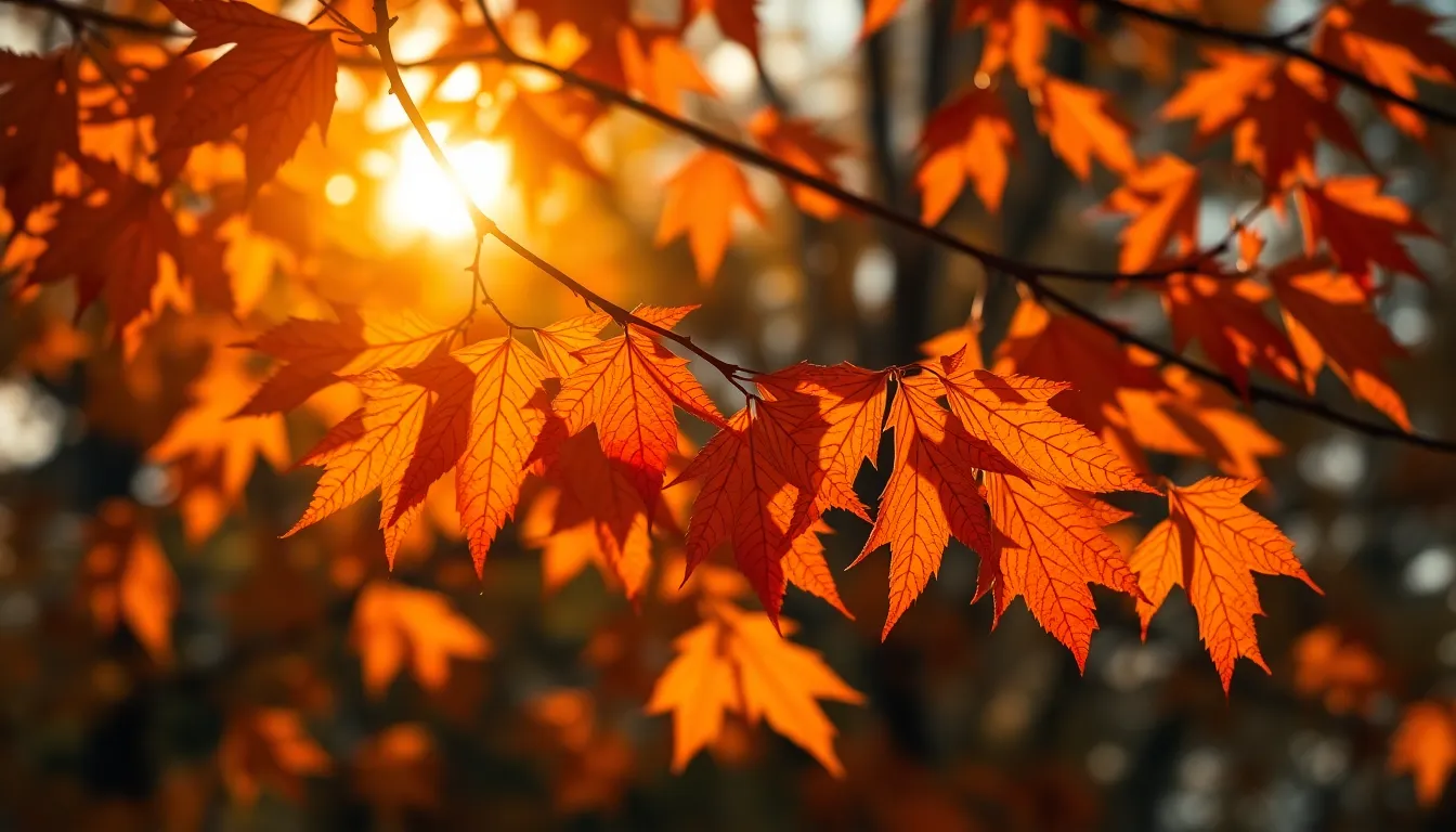 Golden Hour Autumn Leaves in Warm Light