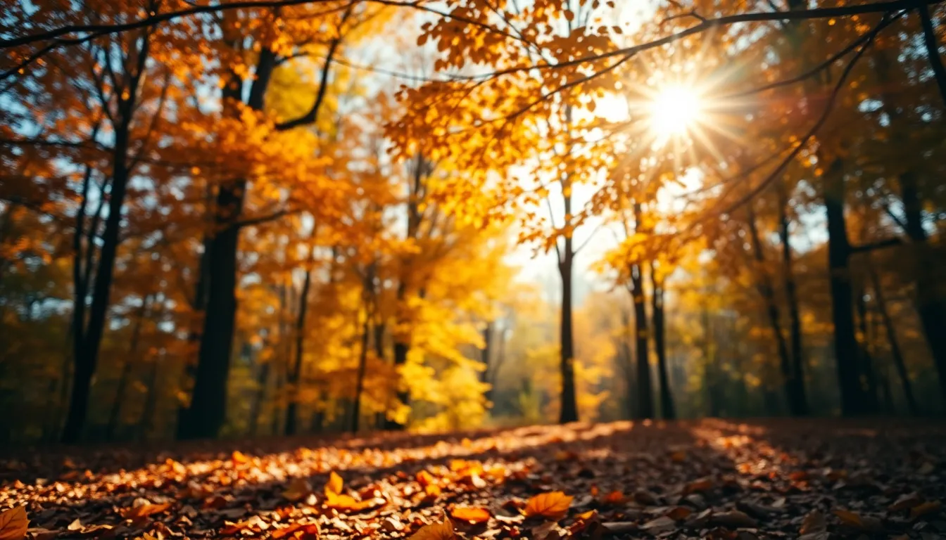 Serene Autumn Forest Background This captivating autumn forest background captures the beauty of nature during the fall season. Dappled sunlight filters through the leaves, creating a warm, inviting atmosphere filled with rich oranges and yellows. The blurred foliage in the background adds depth, while the carpet of leaves highlights intricate textures on the forest floor. This serene image is perfect for conveying feelings of tranquility and connection to nature.