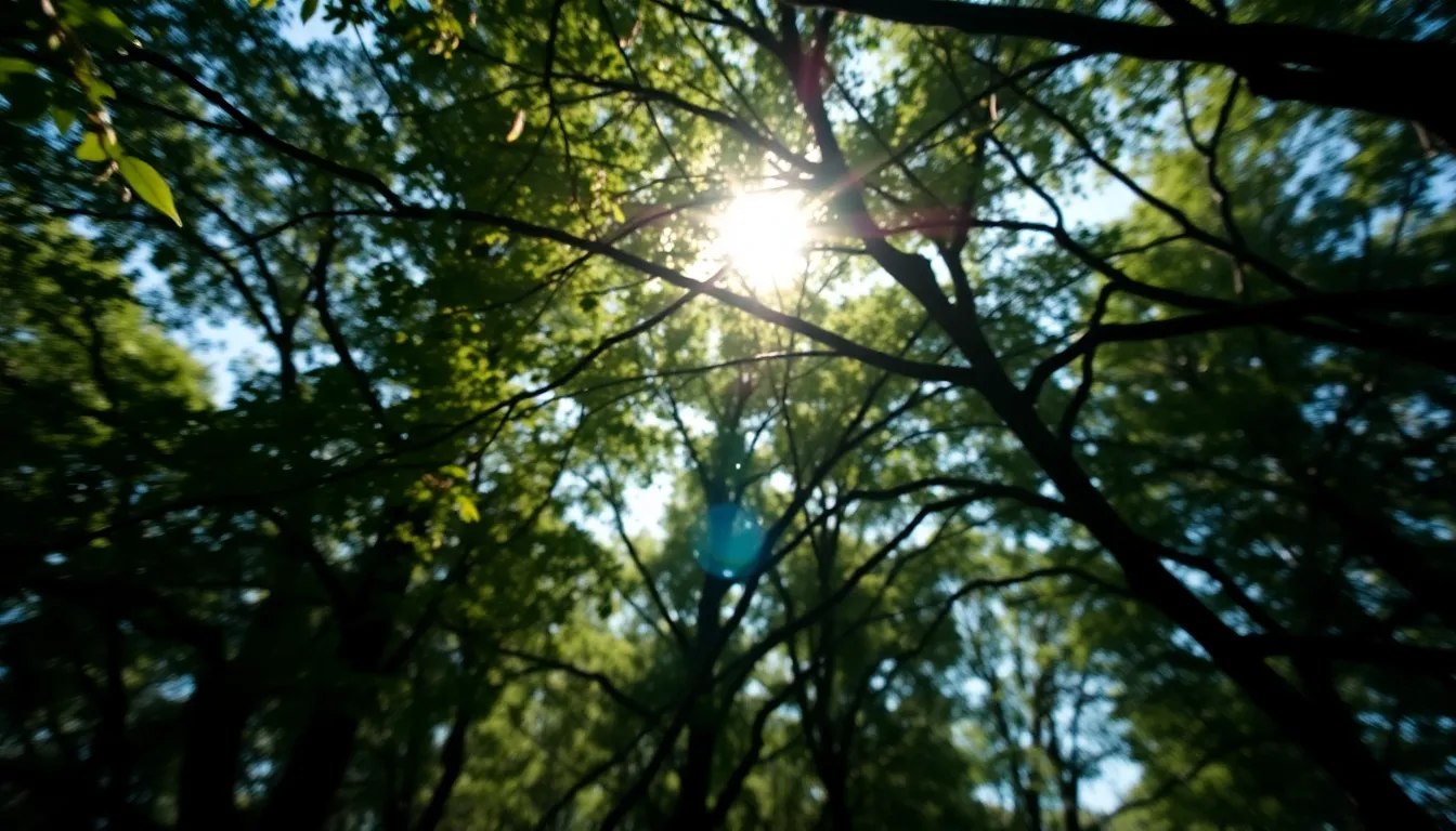 A vibrant nature backdrop showcasing dappled sunlight breaking through a lush tree canopy, casting enchanting bokeh highlights across the scene. The saturated colors enhance the deep greens and rich browns of the foliage, while the leading lines of the tree branches draw the viewer's eye inward, creating a sense of depth and grounding natural beauty.