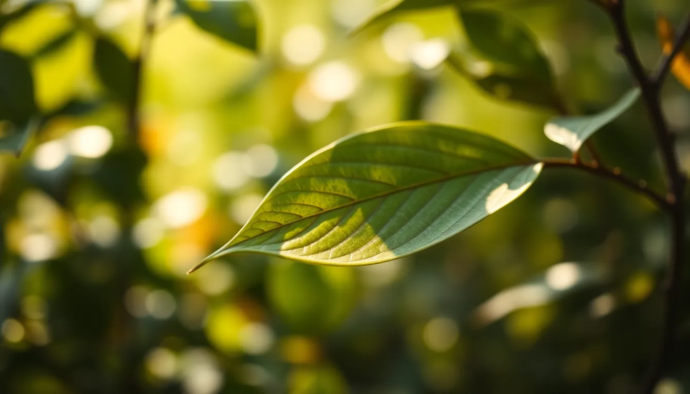 This serene background captures the essence of nature with lush foliage softly blurred in the background. The earthy, muted tones create a calm and organic atmosphere, enhanced by the gentle play of light through the leaves. The shallow depth of field invites the viewer to immerse themselves in the tranquil beauty of nature’s textures.
