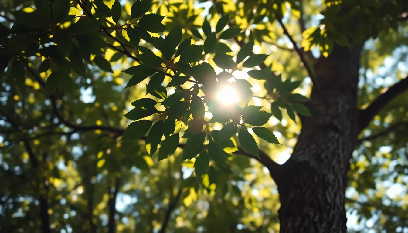 This image features a captivating abstract background of dappled sunlight filtering through a lush canopy. The interplay of light and shadow creates a serene atmosphere, while the rich greens and browns add life to the scene. With a shallow depth of field, the details of the leaves and bark become softly blurred, enhancing the organic feel. Perfect for nature-themed backgrounds.