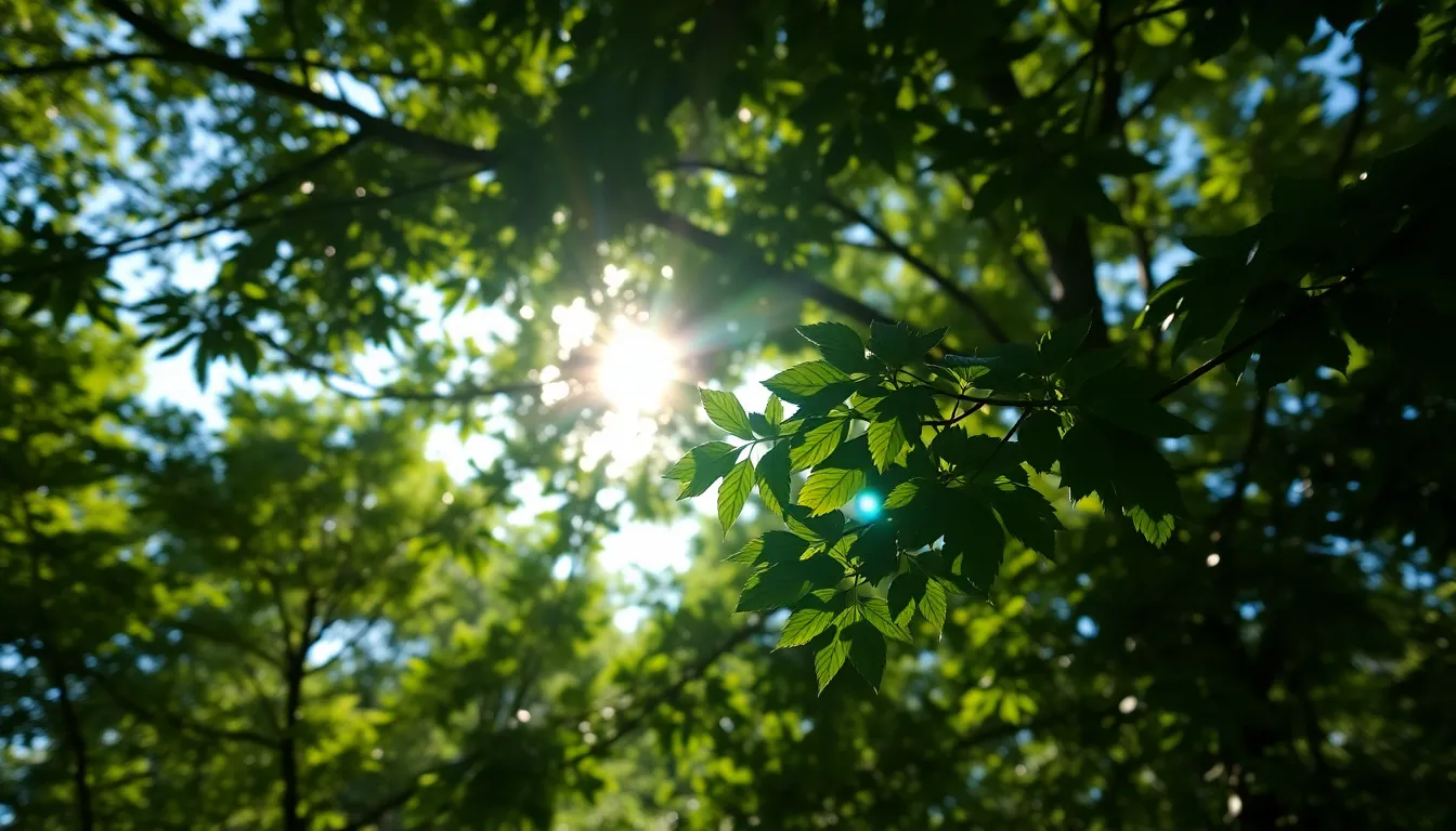 Sunlit Leaves with Bokeh Background