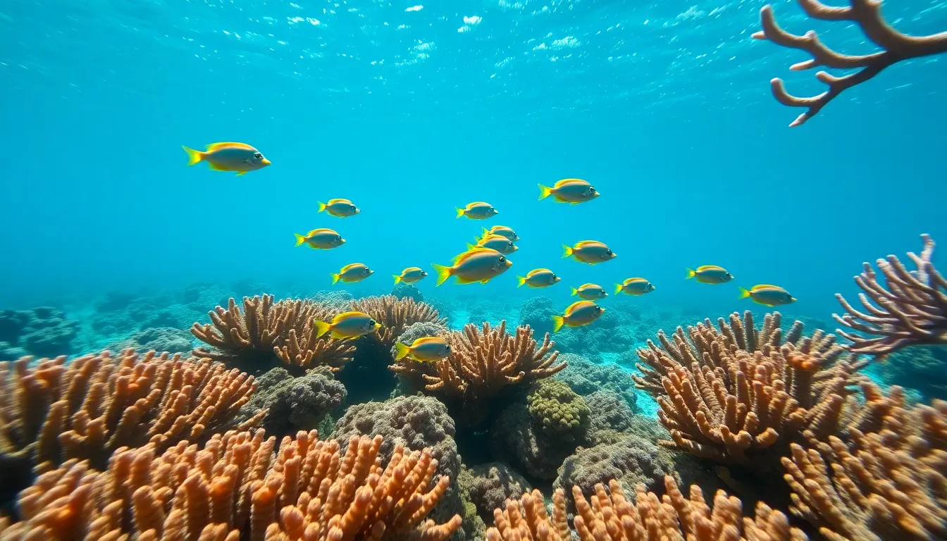Tropical Fish in Coral Reef