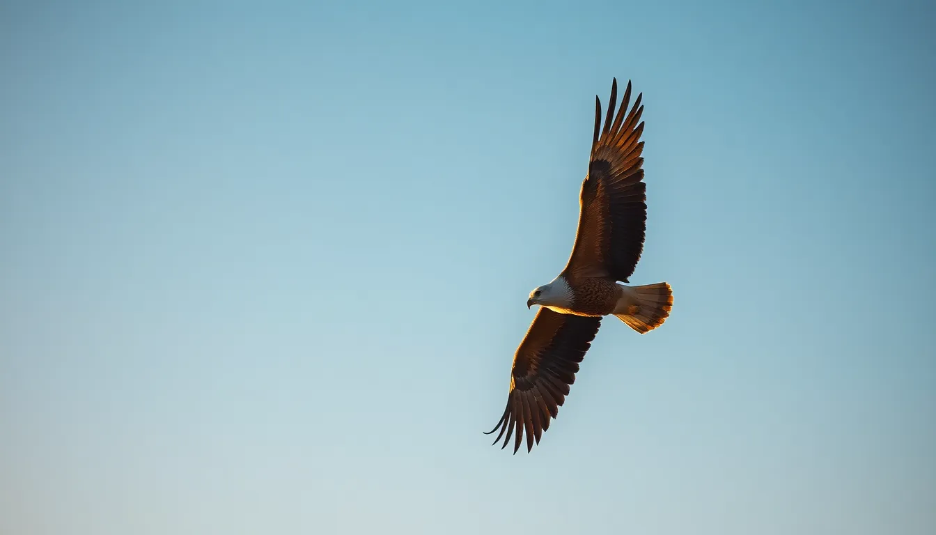 This dynamic image portrays a majestic eagle soaring gracefully in a bright blue sky during the golden hour. The eagle's wings are fully extended, revealing stunning detail in its feathers that contrast beautifully against the sky. The use of teal and orange color grading adds a cinematic quality, evoking a sense of freedom and strength. Ideal for wildlife and nature enthusiasts looking to capture the essence of avian grace.