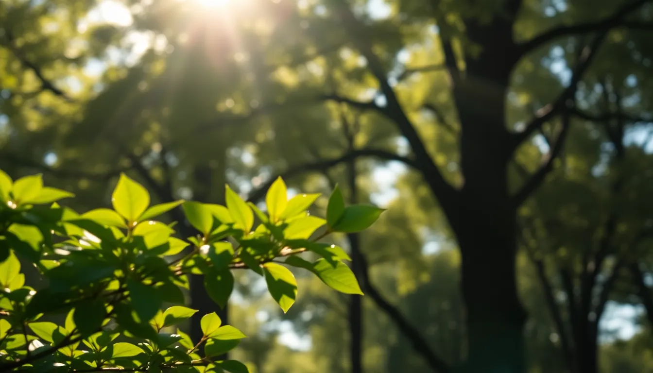 This image showcases a tranquil forest scene where dappled sunlight filters through a dense tree canopy, casting soft bokeh highlights. The composition features vibrant green leaves in the foreground, drawing the viewer's eye into the serene setting. Muted earth tones create a calming atmosphere, perfect for digital backgrounds. The delicate interplay of light and shadow evokes a sense of peace and tranquility.