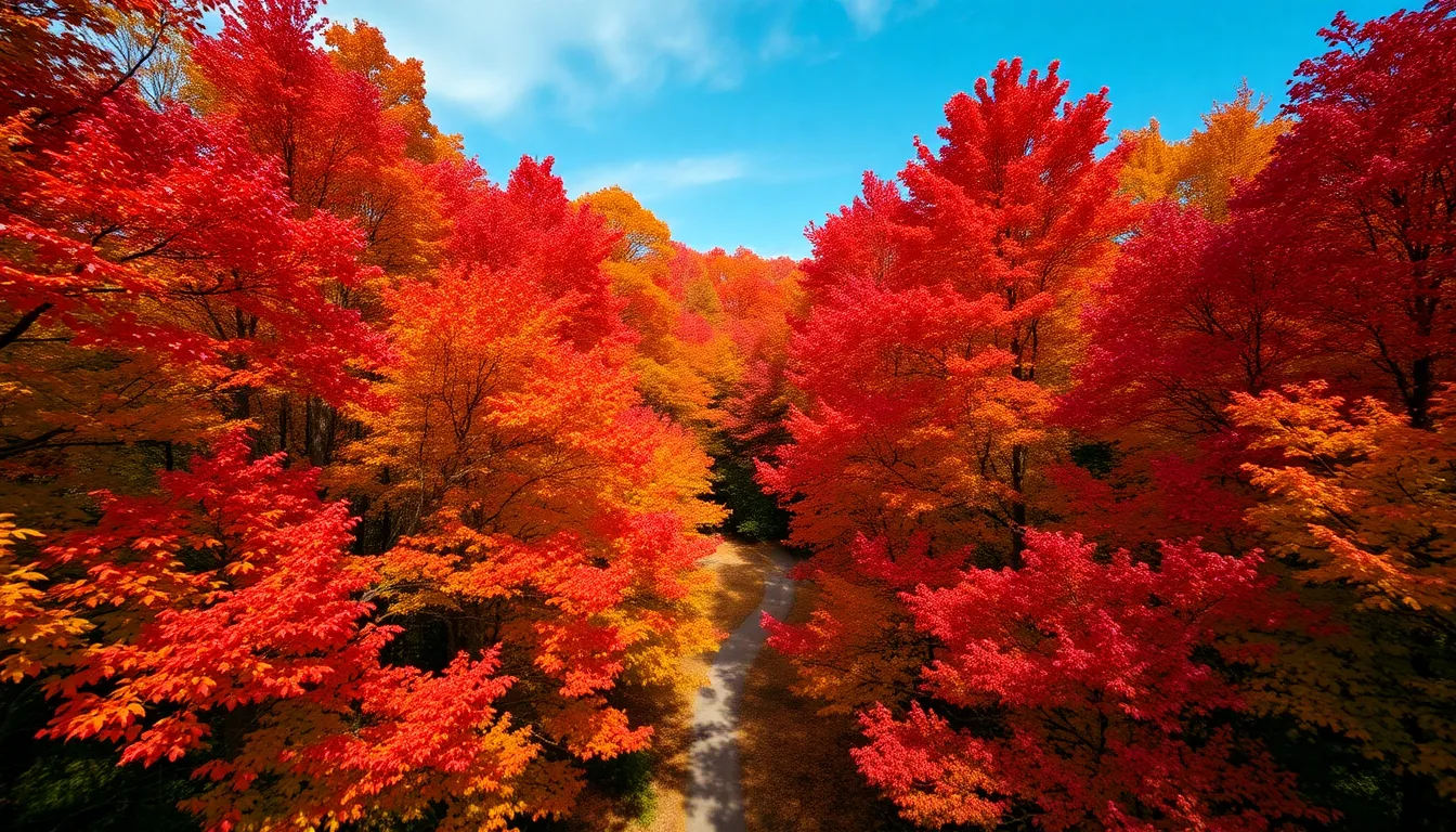 This breathtaking aerial image showcases a dense autumn forest filled with vibrant foliage. The fiery reds, oranges, and yellows of the leaves create a stunning tapestry against the calm blue sky. Diffused natural light filters through the leaves, illuminating the forest floor with dappled shadows. Leading lines from the winding paths invite viewers to explore the serene beauty of this natural landscape.