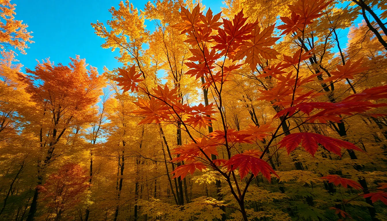 Stunning Autumn Forest Aerial View This breathtaking aerial image captures the vibrant colors of an autumn forest from above, showcasing a beautiful mix of golden and crimson leaves against a clear blue sky. The winding paths through the trees create a sense of adventure, inviting viewers to explore the natural beauty. The midday light enhances the vivid colors, while the textures of the leaves add depth to the scene. Ideal for nature enthusiasts and travel content.