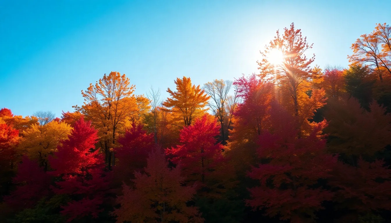 A stunning aerial shot captures a forest in full autumn color as the late afternoon sun casts a warm golden light over the treetops. The vibrant reds, oranges, and yellows create a striking contrast against the blue sky. The gentle blur of distant trees enhances the image's depth, inviting the viewer to immerse in the natural beauty. Shot from above, this dynamic perspective highlights the richness of the landscape, making it a breathtaking representation of seasonal change.