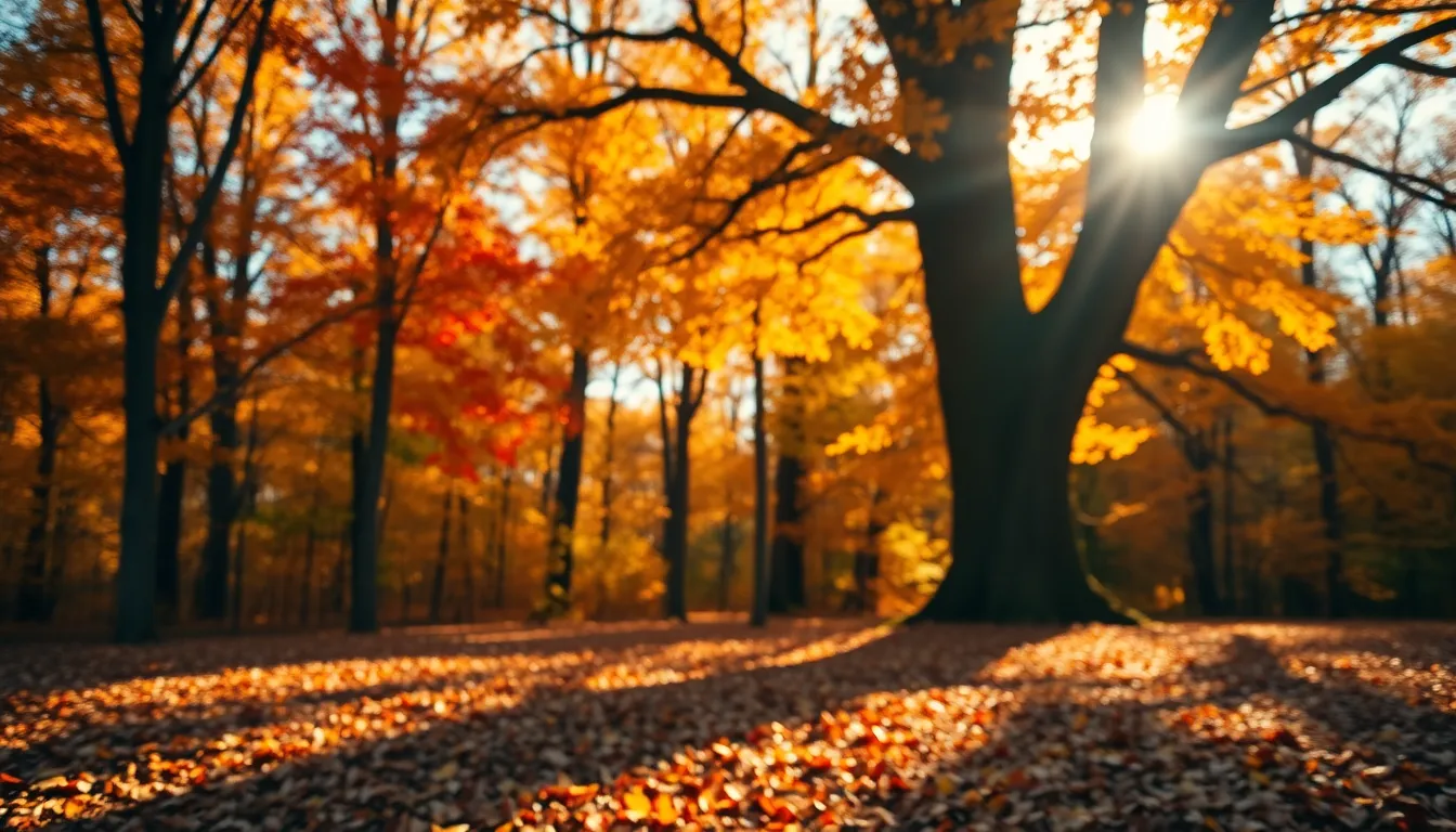 Golden Hour Autumn Forest