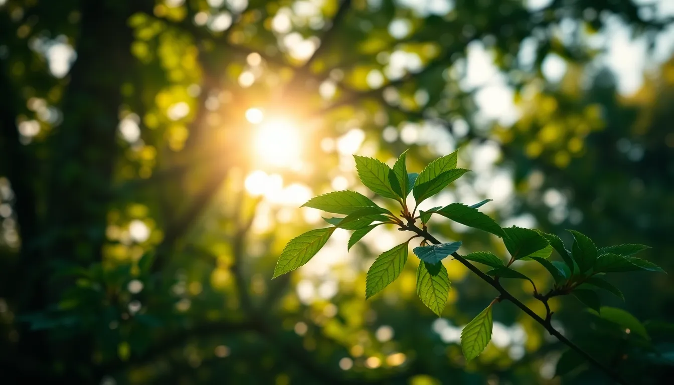 Sunlight Filtering Through Forest Canopy A serene forest scene bathed in dappled sunlight, with beams breaking through the lush canopy. The vibrant green leaves are enhanced by morning dew, creating sparkling droplets that catch the light. The composition follows the rule of thirds, accentuating the sun positioned in the top left corner. The image captures a tranquil atmosphere, perfect for nature enthusiasts and photographers alike.