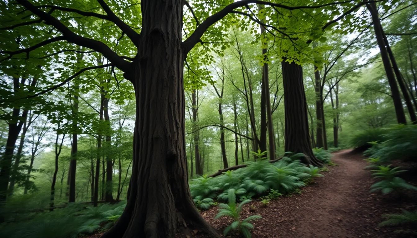 Misty Forest Path Through Lush Greenery This image depicts a serene forest path enveloped in soft, diffused daylight filtering through a dense canopy. The vibrant greens of the leaves contrast with the muted earth tones of the forest floor, creating a tranquil atmosphere. The winding path invites the viewer to explore deeper into the forest, while the intricate textures of the tree bark and ferns add depth and detail. The shallow depth of field brings focus to the beautiful natural elements, emphasizing the peacefulness of the scene.