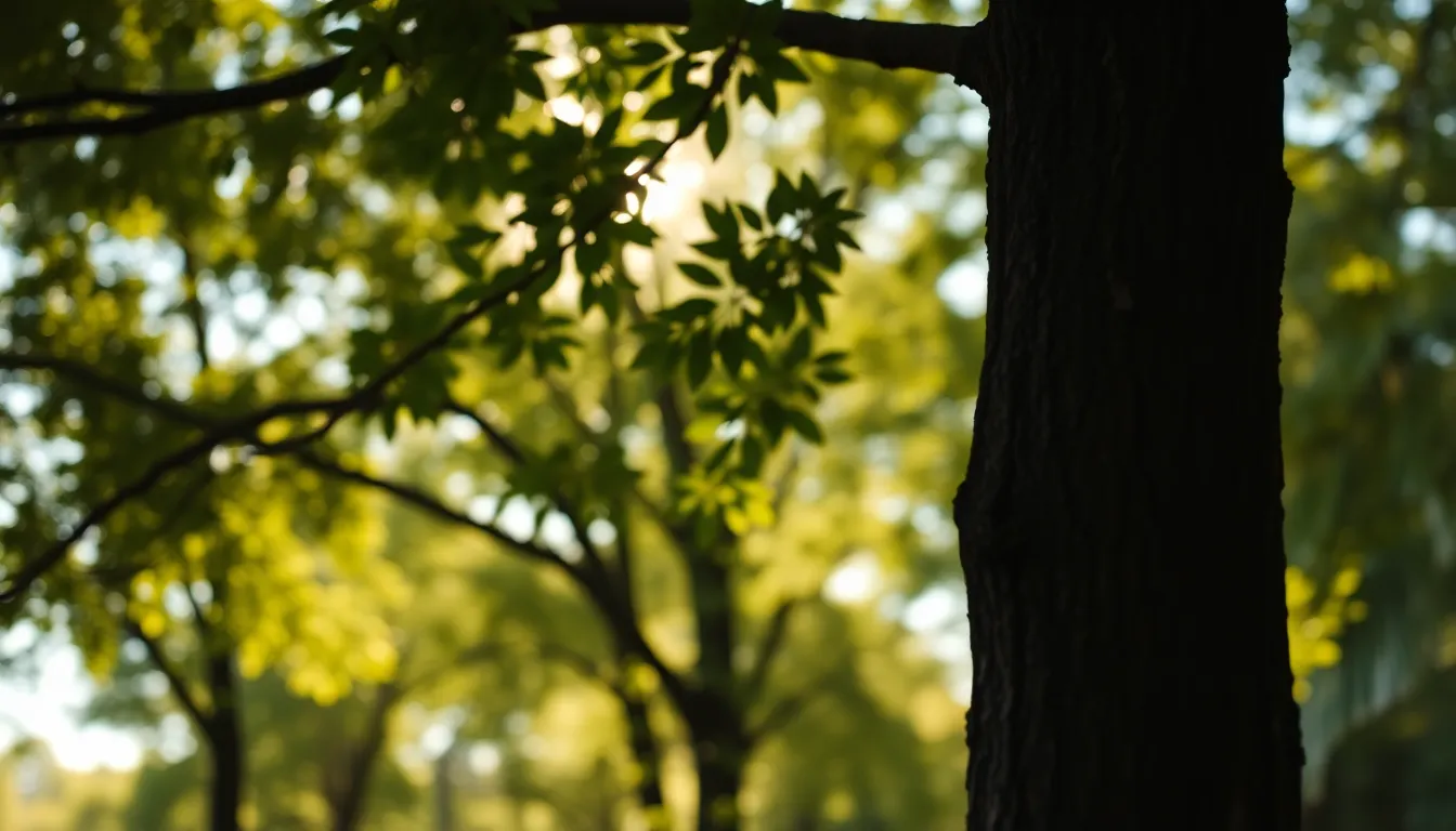Dappled Sunlight in a Tranquil Forest