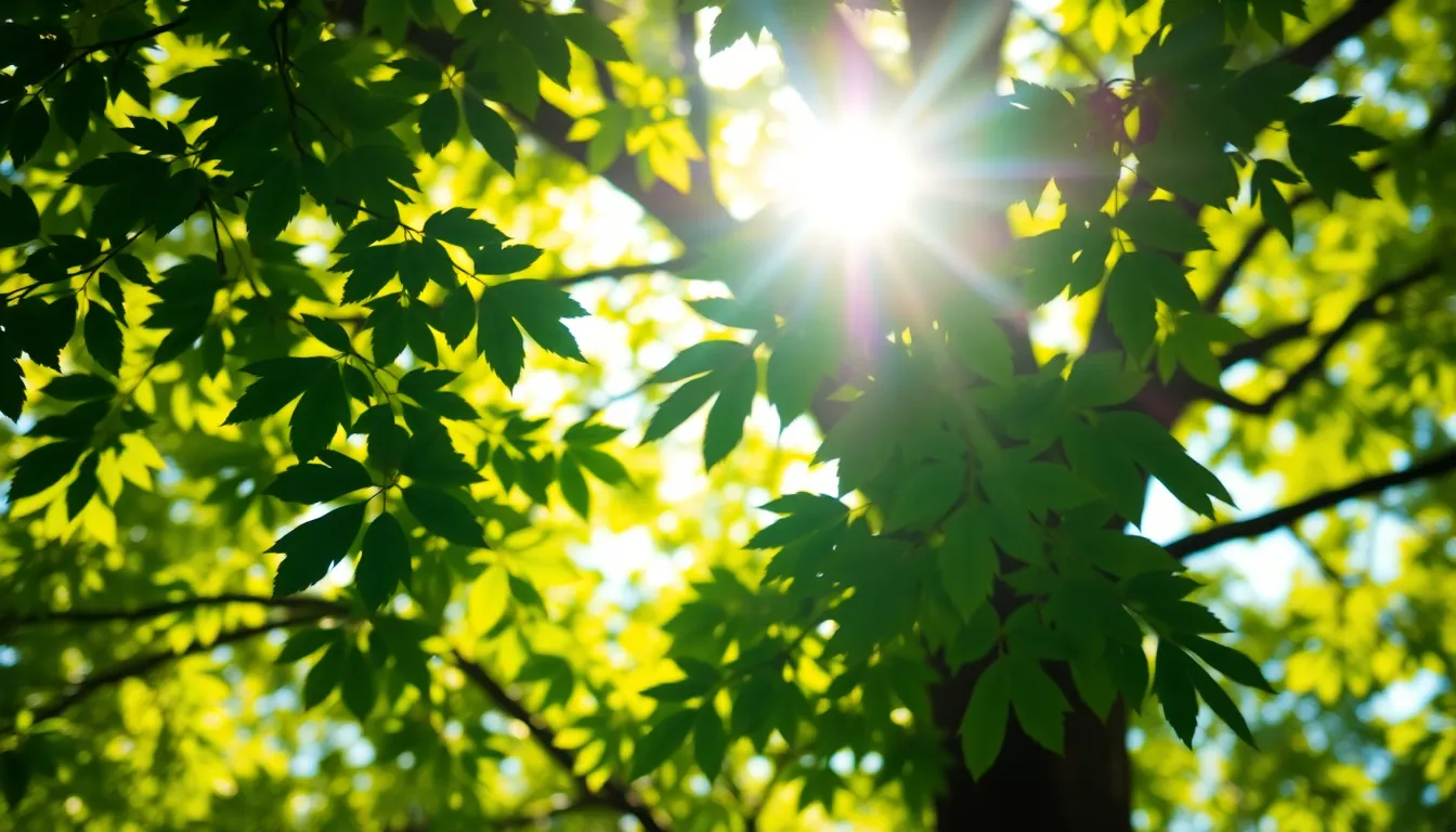 Geometric Patterns in Nature