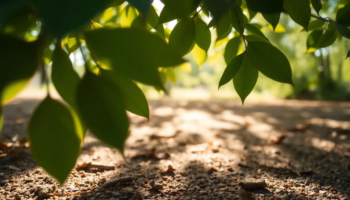 Nature's Gradient Through Dappled Sunlight This serene image captures dappled sunlight filtering through leaves, creating a gorgeous gradient on the textured forest floor. The natural greens and warm earthy browns blend harmoniously, inviting a sense of peace. Shallow depth of field enhances the light play and earthy textures, while the composition leads the viewer's eye into this tranquil scene. Perfect for nature lovers or as a calm background.