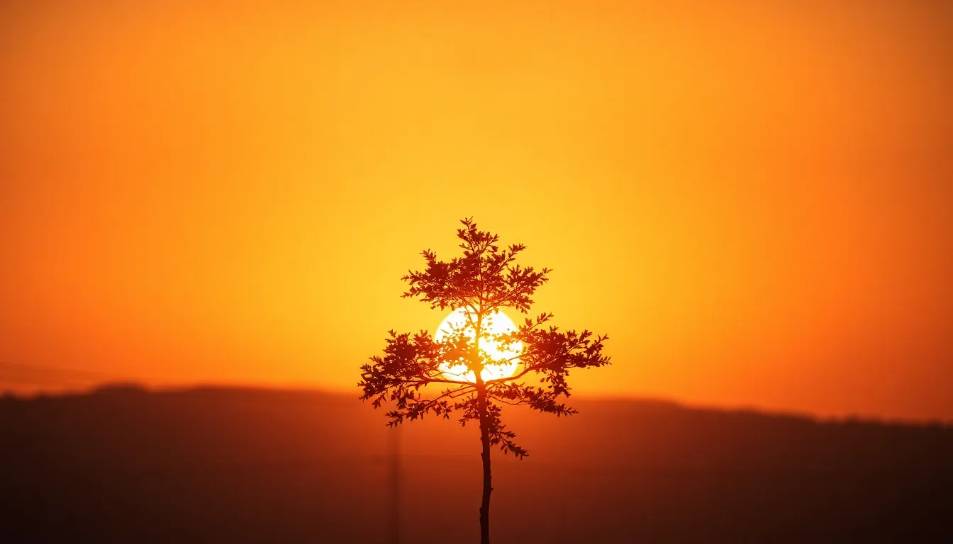 Golden Hour Gradient Sky Through Trees