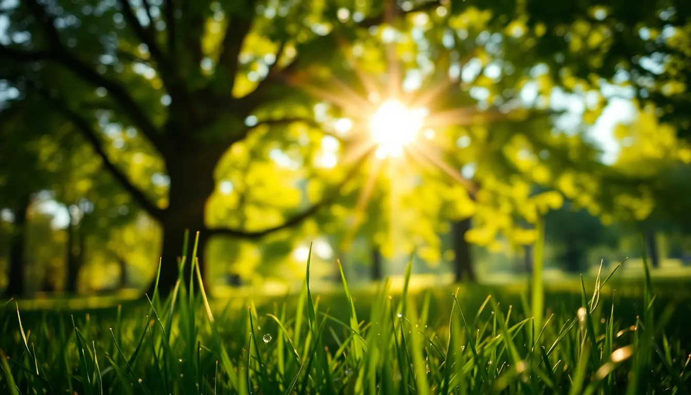 Dappled Sunlight Through Leaves