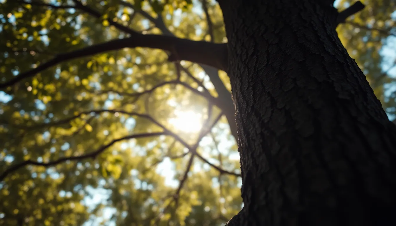 Dappled Sunlight Through Canopy