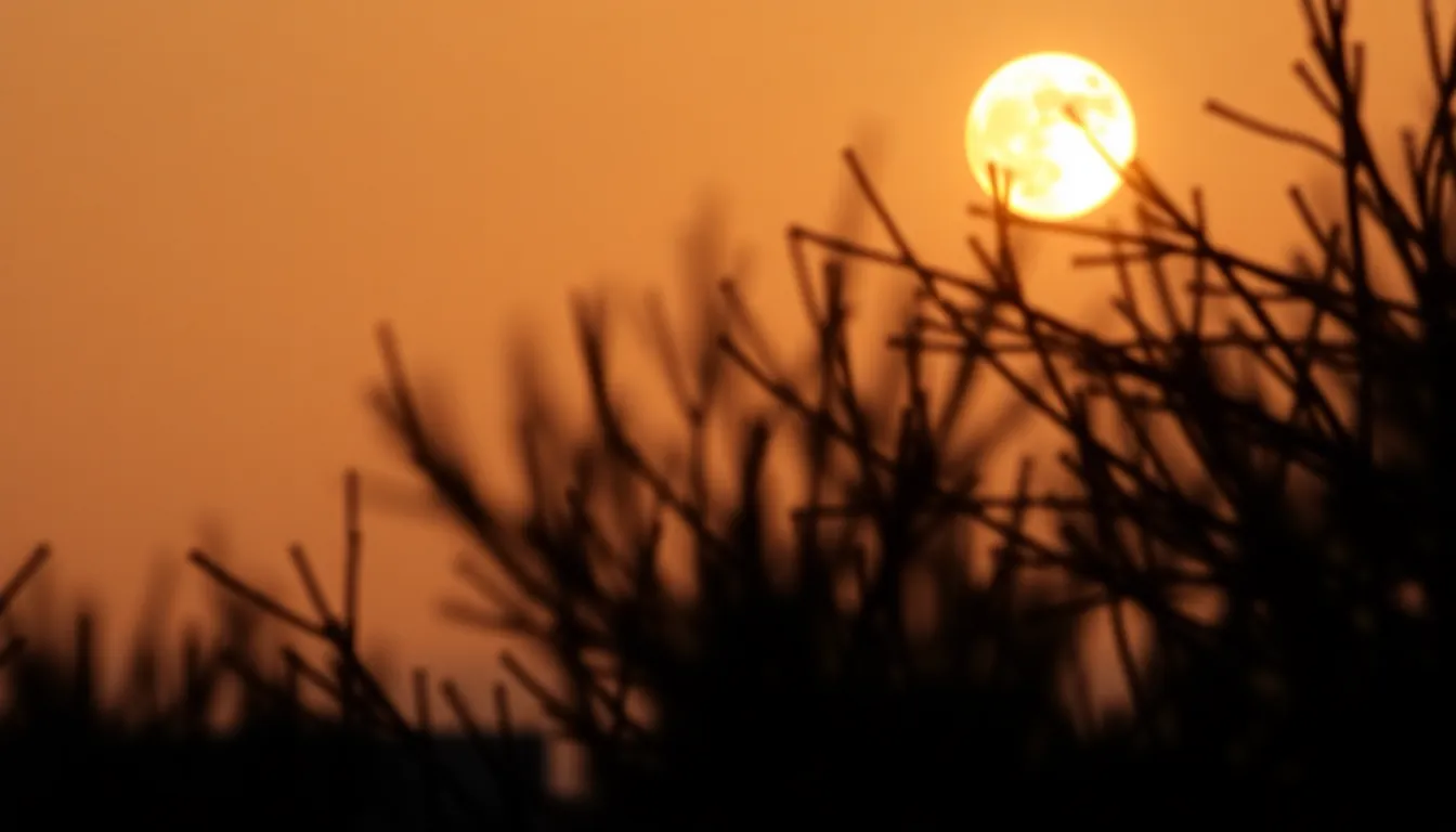 This breathtaking photograph captures the moon during a golden hour, surrounded by silhouetted tree branches. The warm backlighting creates a glowing halo effect around the moon, while the soft, creamy bokeh enhances the dreamy atmosphere. The use of selective focus draws attention to the moon's surface, highlighting its beauty and detail against the tranquil evening sky.