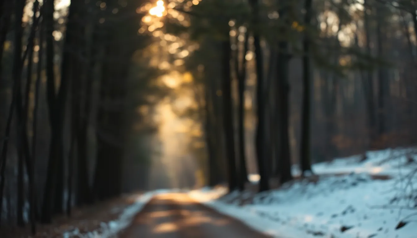 Snow-Covered Path Through a Tranquil Forest