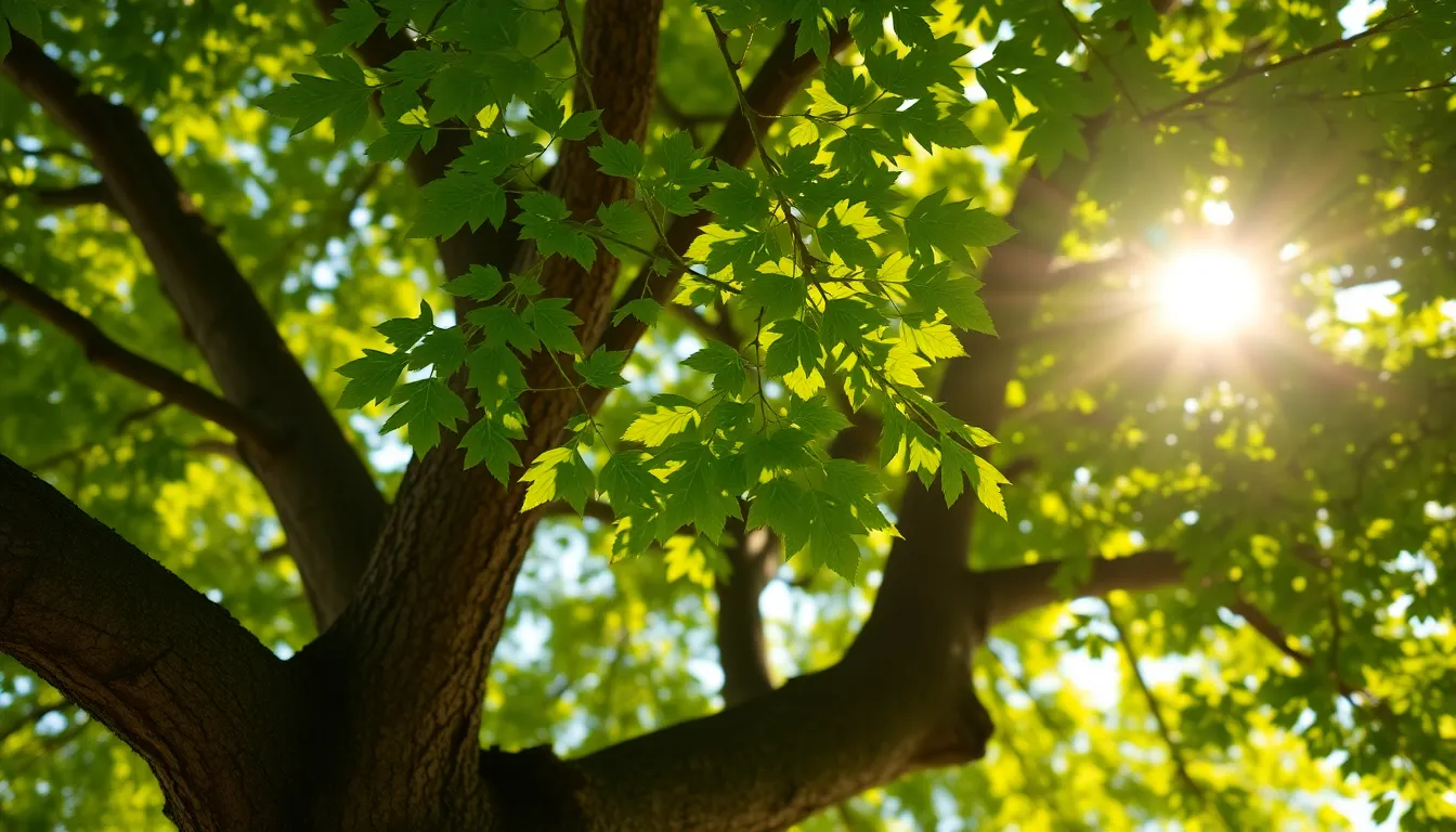 Dappled Light Through Summer Leaves