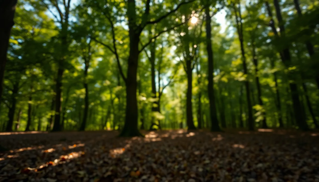 Enchanted Forest at Sunrise