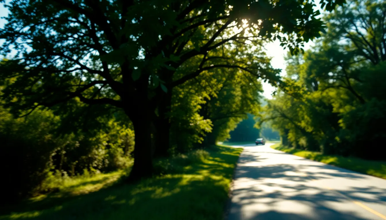 Winding Rural Road Surrounded by Nature A picturesque rural road, lined with vibrant green trees, stretches into the horizon. Dappled sunlight creates a magical atmosphere, highlighting the rich colors of the landscape. This sharp image captures the calming essence of rural life with light traffic, inviting viewers to explore the scenic winding road through the lush nature that surrounds it.