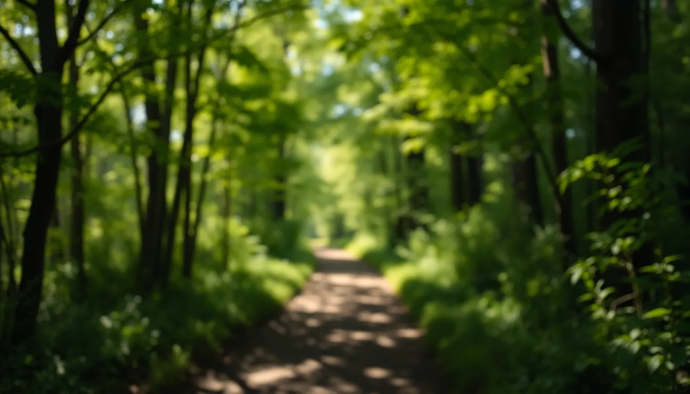 Tranquil Forest Path in Dappled Sunlight