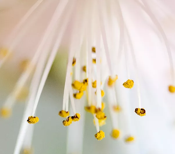 Bloom